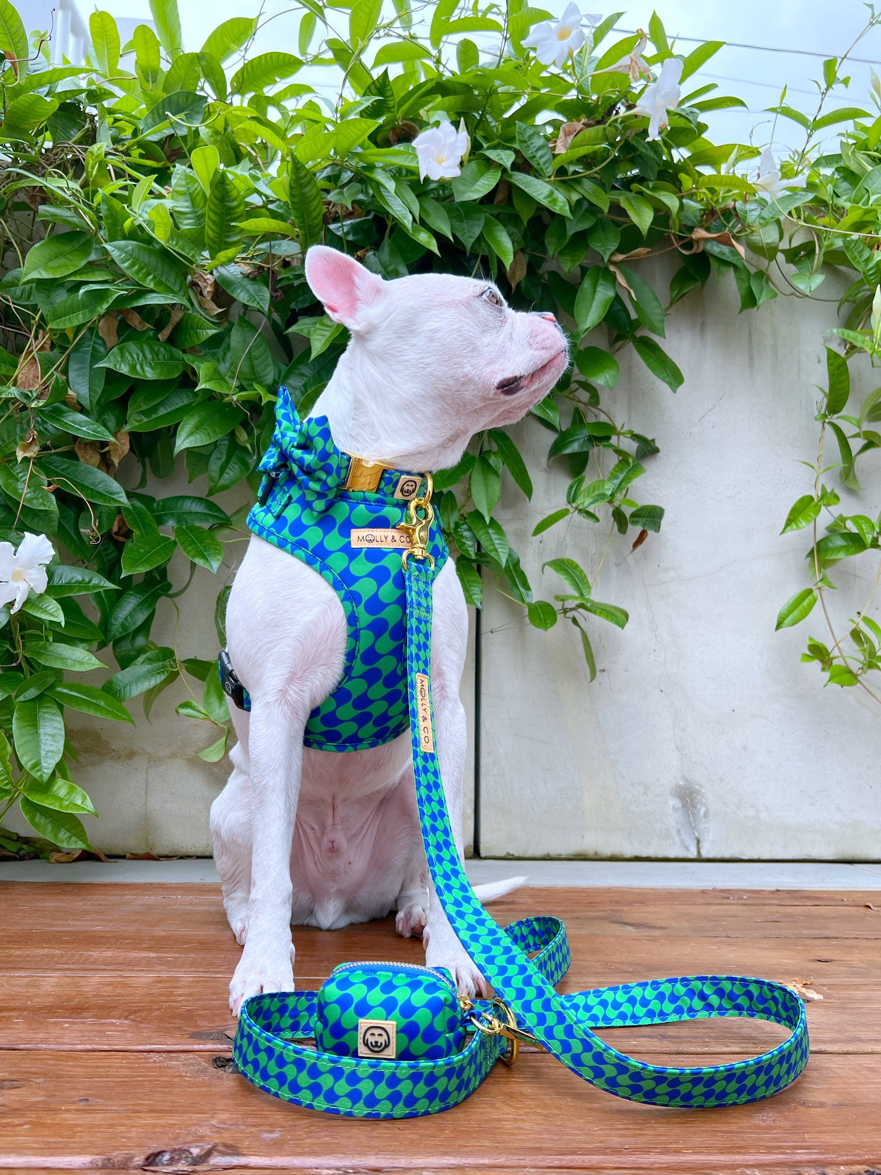 Forest - Dog Leash