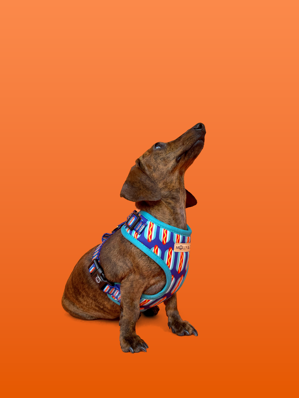 Wieners - Adjustable Dog Harness