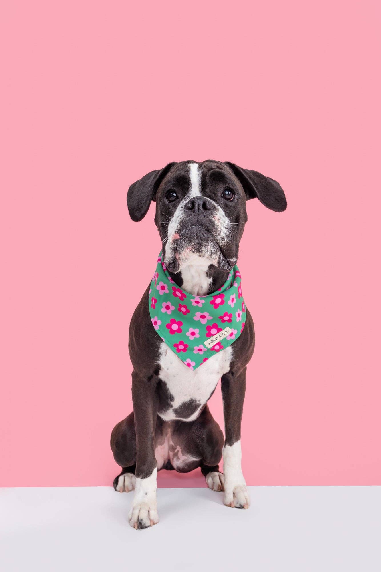 Petunia - Dog Bandana