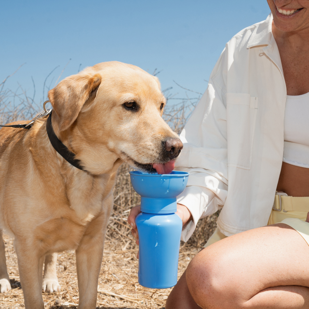 Dog Travel Water Bottle - 20oz Flip (Mixed 12 Pack)