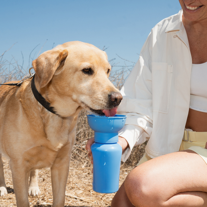 Dog Travel Water Bottle - 20oz Flip (Mixed 12 Pack)