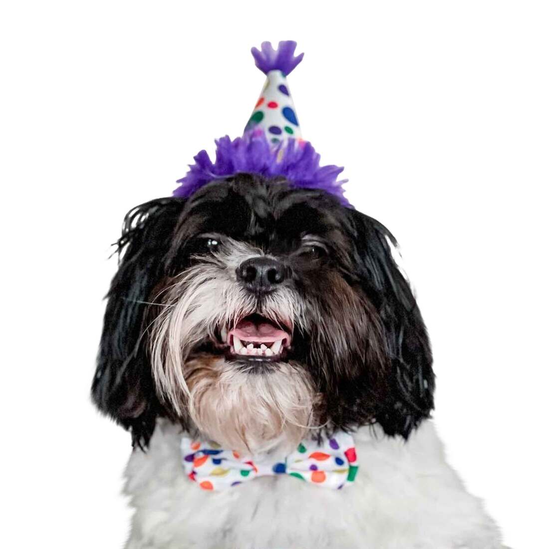 Huxley Kent Party Hat Happy Barkday Small