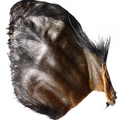 Water Buffalo Ear w/ Hair