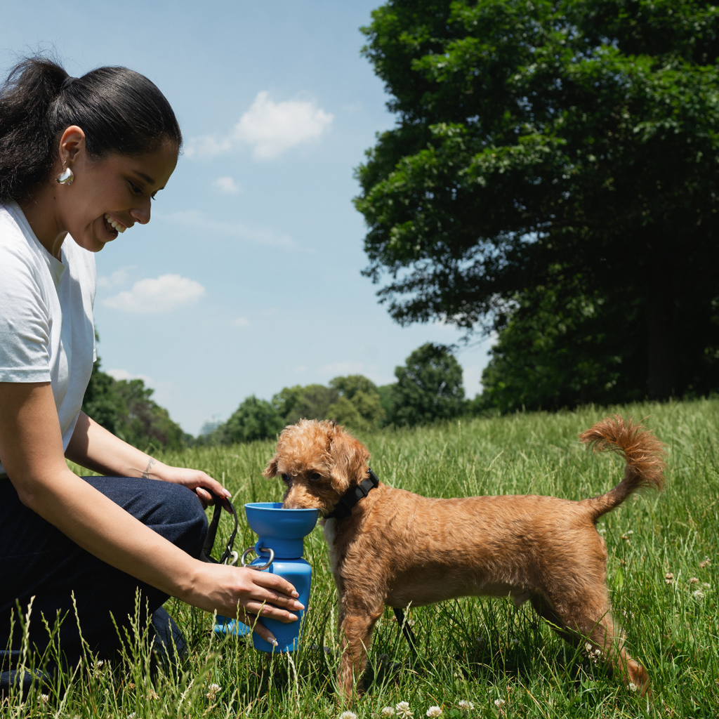 Dog Travel Water Bottle - 20oz Flip (Mixed 12 Pack)