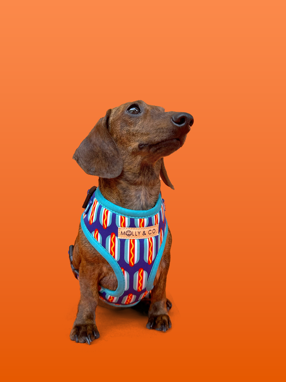Wieners - Adjustable Dog Harness